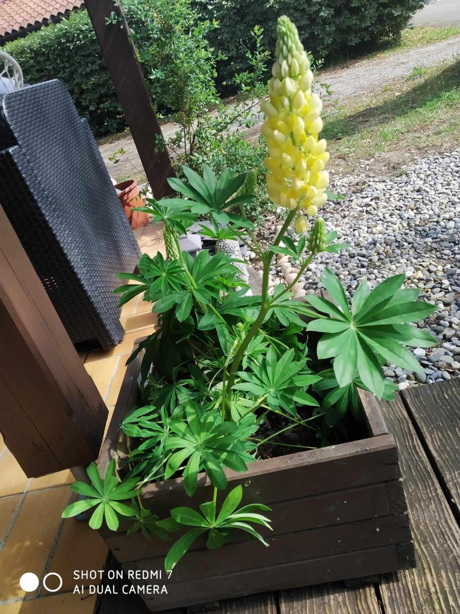 Chalet Camping Les Vignes Lit-et-Mixe Eksteriør billede